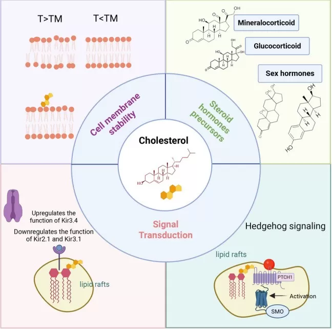 Cholesterol as a Multifunctional Molecule structure and cardiovascular health
